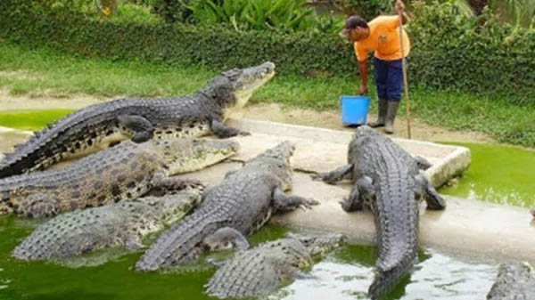 Bangladesh to export crocodile abroad; estimated income will be worth tk  400 crores